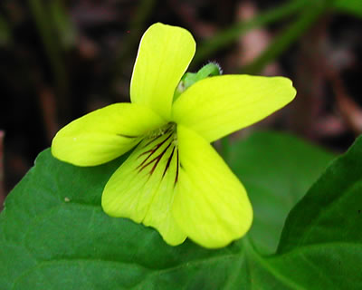 Viola pubescens 7358